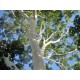 بذور الكين الليموني (Corymbia citriodora) بذور الكين الليموني (Corymbia citriodora)