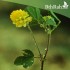 بذور عشبة النفل - Trifolium