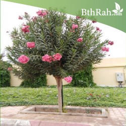 بذور الدفلى ( الدفلة ) Nerium oleander بذور الدفلى ( الدفلة ) Nerium oleander