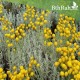 بذور عشبة القيصوم - Achillea بذور عشبة القيصوم - Achillea