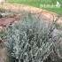 بذور الرغل الأبيض Atriplex leucoclada