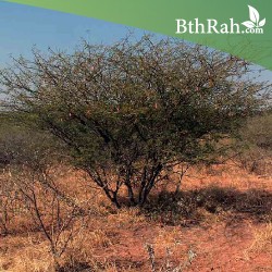 بذور شجرة الصمغ العربي - Acacia senegal