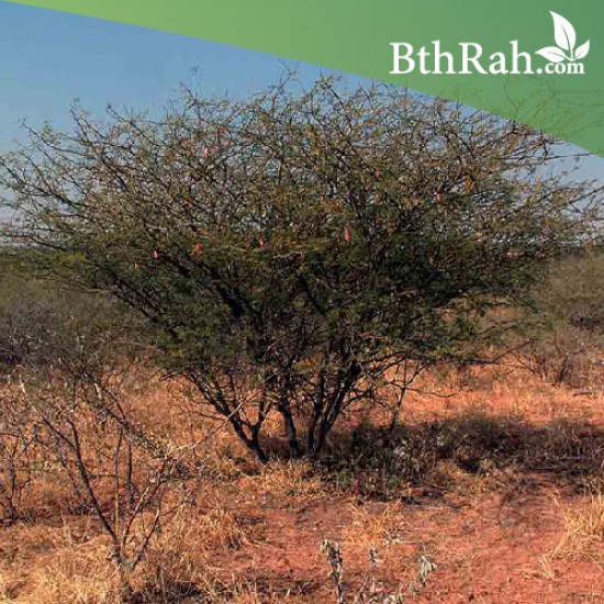 بذور شجرة الصمغ العربي - Acacia senegal بذور شجرة الصمغ العربي - Acacia senegal