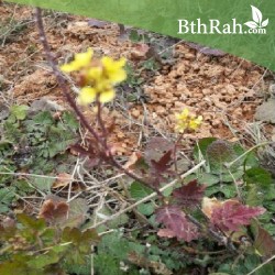 بذور عشبة الحرشاء - Brassica tournefortii Gouan بذور عشبة الحرشاء - Brassica tournefortii Gouan