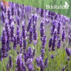 بذور اللافندر ( Lavandula) بذور اللافندر ( Lavandula)