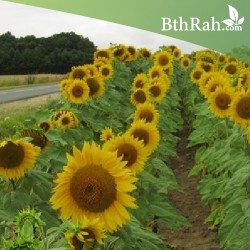 بذور دوّار الشمس (Helianthus annuus) بذور دوّار الشمس (Helianthus annuus)