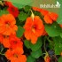 بذور زهرة ابو خنجر  ( tropaeolum majus ) 