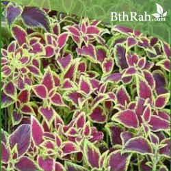 بذور زهرة السجّاد (Coleus Blumei) بذور زهرة السجّاد (Coleus Blumei)