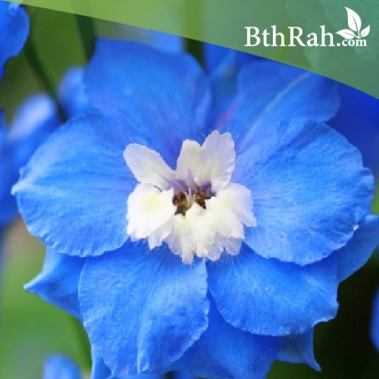 بذور زهرة العايق ( Delphinium ) بذور زهرة العايق ( Delphinium )