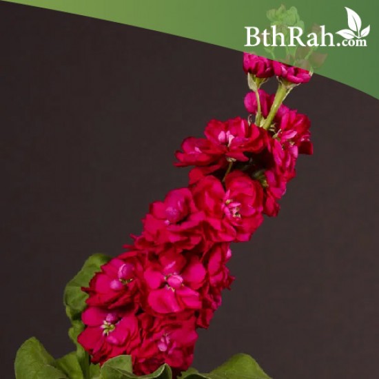 بذور زهرة المنثور الأحمر ( Matthiola ) بذور زهرة المنثور الأحمر ( Matthiola )