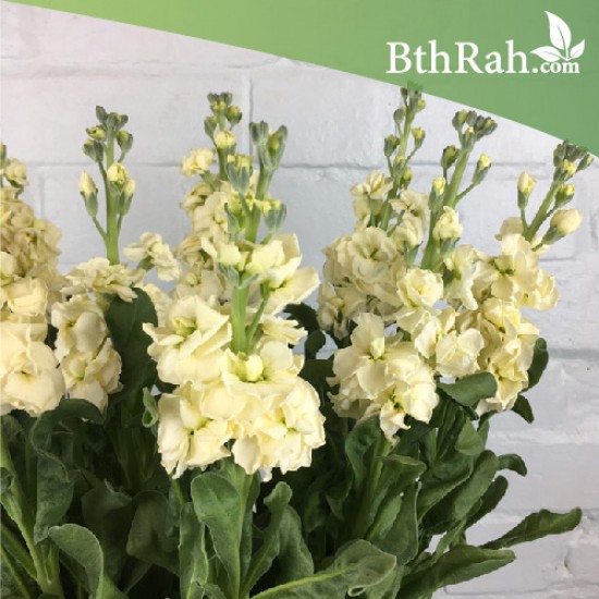 بذور زهرة المنثور الأصفر ( Matthiola ) بذور زهرة المنثور الأصفر ( Matthiola )