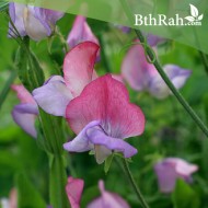 بذور زهرة بسلة الزهور Lathyrus odoratus بذور زهرة بسلة الزهور Lathyrus odoratus
