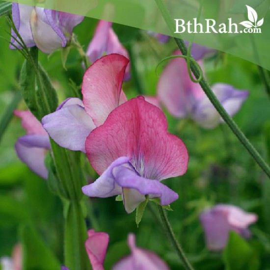 بذور زهرة بسلة الزهور ( Lathyrus odoratus ) بذور زهرة بسلة الزهور ( Lathyrus odoratus )