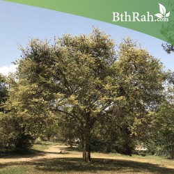 بذور شجرة الطلح النجدي - Acacia gerrardii بذور شجرة الطلح النجدي - Acacia gerrardii