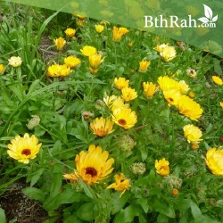 بذور أذريون-اقحوان - calendula officinalis بذور أذريون-اقحوان - calendula officinalis