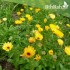 بذور أذريون-اقحوان - calendula officinalis