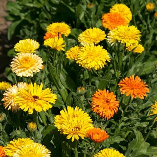 بذور أذريون-اقحوان - calendula officinalis بذور أذريون-اقحوان - calendula officinalis