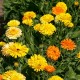 بذور أذريون-اقحوان - calendula officinalis بذور أذريون-اقحوان - calendula officinalis