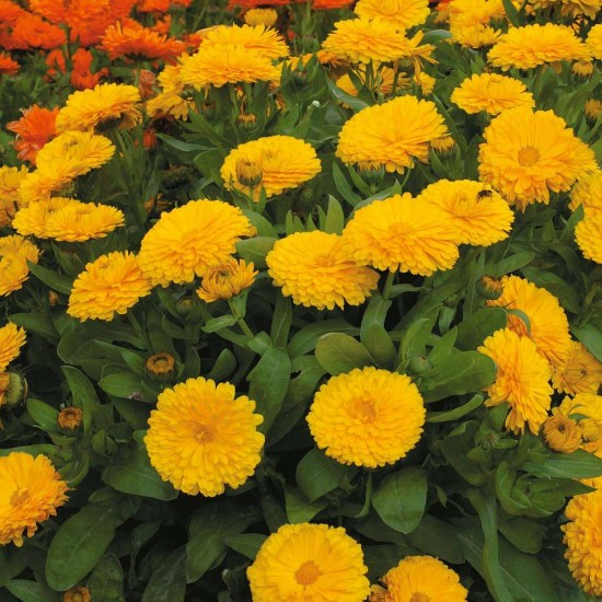 بذور أذريون-اقحوان - calendula officinalis بذور أذريون-اقحوان - calendula officinalis