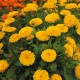 بذور أذريون-اقحوان - calendula officinalis بذور أذريون-اقحوان - calendula officinalis