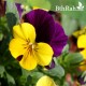 بذور زهرة بنفسج الثالوث (Viola tricolor) بذور زهرة بنفسج الثالوث (Viola tricolor)