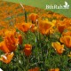 بذور زهرة كاليفورنيا ( Eschscholzia californica ) بذور زهرة كاليفورنيا ( Eschscholzia californica )