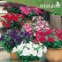 بذور زهور البتونيا (الوان متعددة) Petunia hybrida
