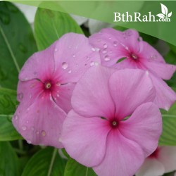 بذور زهور البفتة - Vinca Rosea بذور زهور البفتة - Vinca Rosea