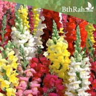 بذور زهور فم السمكة(Antirrhinum Majus) بذور زهور فم السمكة(Antirrhinum Majus)