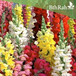 بذور زهور فم السمكة(Antirrhinum Majus) بذور زهور فم السمكة(Antirrhinum Majus)