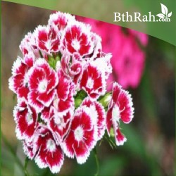 بذور زهور قرنفل صيني (Dianthus chinensis) بذور زهور قرنفل صيني (Dianthus chinensis)