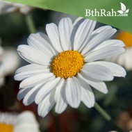 بذور زهور مارجريت (Argyranthemum frutescen) بذور زهور مارجريت (Argyranthemum frutescen)