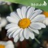بذور زهور مارجريت (Argyranthemum frutescen)