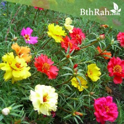 بذور زهور بورتولاكا - رجلة الزهور - portulaca grandiflora بذور زهور بورتولاكا - رجلة الزهور - portulaca grandiflora