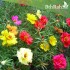 بذور زهور بورتولاكا - رجلة الزهور - portulaca grandiflora