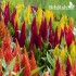 بذور زهور عرف الديك مخلوط - Celosia Argenta