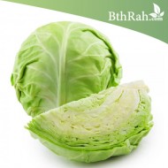 بذور الملفوف (Brassica oleracea var. capitata) بذور الملفوف (Brassica oleracea var. capitata)