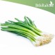 بذور البصل الأخضر - Allium cepa بذور البصل الأخضر - Allium cepa
