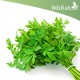 بذور البقدونس - Petroselinum crispum بذور البقدونس - Petroselinum crispum