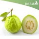 بذور الجوافة ( Psidium guajava ) بذور الجوافة ( Psidium guajava )