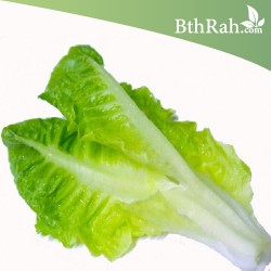 بذور الخس - Lactuca sativa بذور الخس - Lactuca sativa