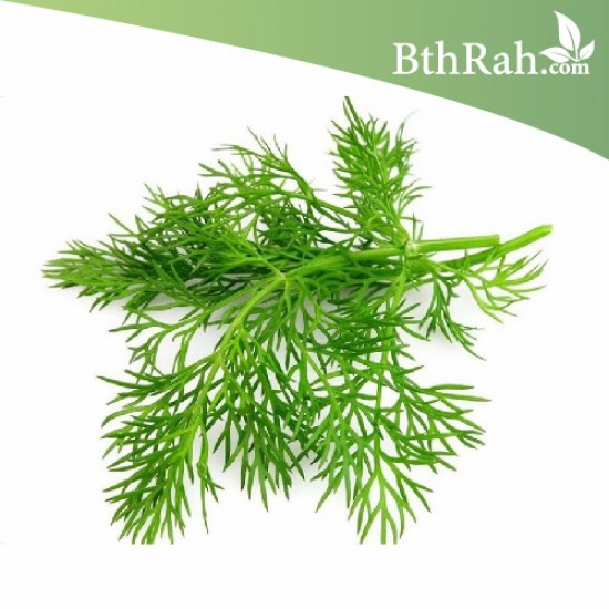 بذور الشبث - Anethum graveolens بذور الشبث - Anethum graveolens