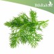 بذور الشبث - Anethum graveolens بذور الشبث - Anethum graveolens