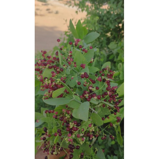 بذور شجرة الاراك - Salvadora Persica بذور شجرة الاراك - Salvadora Persica