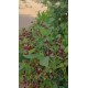 بذور شجرة الاراك - Salvadora Persica بذور شجرة الاراك - Salvadora Persica