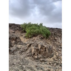 بذور شجرة الاراك - Salvadora Persica بذور شجرة الاراك - Salvadora Persica