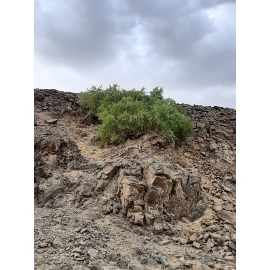 بذور شجرة الاراك - Salvadora Persica بذور شجرة الاراك - Salvadora Persica
