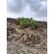 بذور شجرة الاراك - Salvadora Persica بذور شجرة الاراك - Salvadora Persica