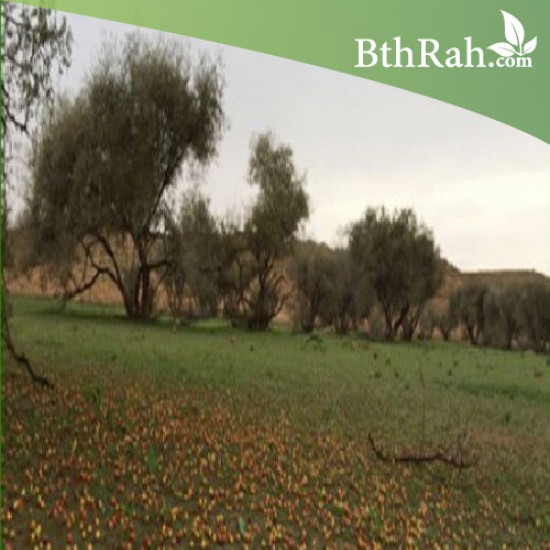 بذور شجرة السدر البري - Ziziphus spina-christi بذور شجرة السدر البري - Ziziphus spina-christi
