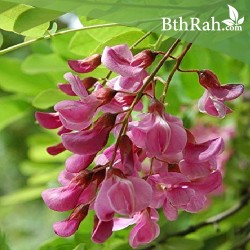 النيلة الزرقاء - Indigofera النيلة الزرقاء - Indigofera